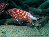 poisson, allongé, rouge, lignes blanches horizontales, pédoncule caudal blanc