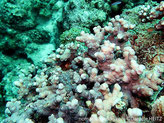 corail dur, forme buissonnante, branhes trapues, corallites aspect hérissées