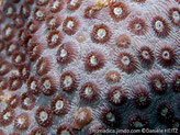 corail dur, plat, ou lobé, corallites, petites, polypes visibles le jour