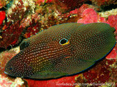 Poisson, corps ovale, très larges nageoires, couleur brun chocolat points blanc , oscelle noir cerclé bleue