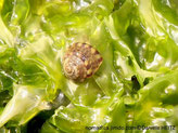 escargot de mer, petit, crème, bande violacé, zone floutée