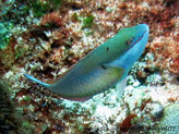 Poisson, bleu-vert, dessous pâle,  sous oeil, ligne rouge-orangé  et petits points noire, arrière dos, tache blanche