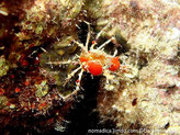 crabe araignée, petit, yeux, longs pédondules oculaires,  couvert d'éponges