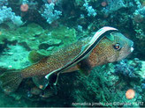 poisson, très allongé, fin, gris-clair, bande noire borde de blanc jusqu'à la queue, tête aplatie avec ventouse