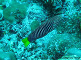 poisson, corps allongé brun-foncé, points blancs, queue jaune