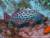 Poisson, corps brun rosâtre ventre clair, points rougeâtres, taches ovales brunâtres