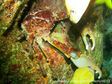 crabe, carapace et pattes épinseuses,  pinces, bleu-pâle, bord externe, une rangé de verrue