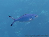 poisson, forme ovale, bleuté, fine ligne jaune, queue pointes noires