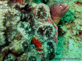 corallimorphaire, aspect corail, disque plat, bordure parapet crenelé, 