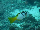 poisson, blanc, taches, noires, nageoires jaunes