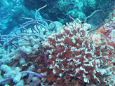corail dur, feuilles dressées, gauffrées, marge fine