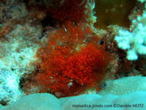 algue rouge, buisson dense, plumeux, rouge sang