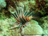 poisson, rayé, grandes nageoires rayonnées