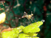 crevette transparente, pattes avec pinces rayées rouge et blanc