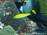 Poisson, allongé, jaune ventre blanc,  avant nageoire dorsale, ocelle noire