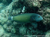 poisson, grosses écailles, claires, bordure foncée, queue, bande, blanche
