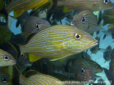 Poissons, comprimé, couleur bronze, jaune-doré, lignes bleues horizontales,  2ème nageoire dorsale et queue,  couleur noire marge jaune