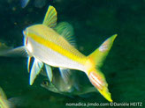 crustacé parasite, sur queue de poisson, brun-orangé, 2 bandes blanches