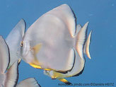 Poisson, très comprimé, 2 bandes noires 