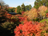 H24・11/12　東福寺の紅葉