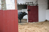 Toros de La Rehuelga