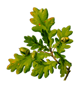 Ist Ihr Baum erhaltenswürdig? Ich helfe Ihnen dabei ein fachgerechtes Urteil zu bilden.