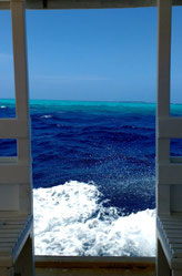 The reefs around the Maldives have some of the most gorgeous soft corals and marine life. Dante Harker