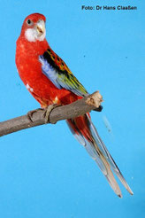 Opalin   Platycercus eximus (Prachtrosellasittich) 
