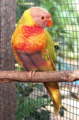 Bronze Falbe Trichoglossus haematodus moluccanus (Gebirgslori) 