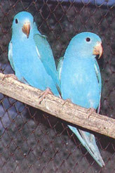 Blau   Brotogeris tirica (Tirikasittich)
