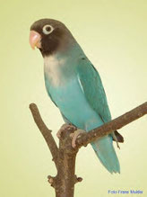 Blau   Agapornis nigrigenis (Rußköpfchen)