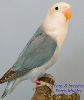Blau   Agapornis lilianae (Erdbeerköpfchen)