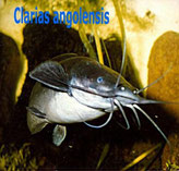 Clarias angolensis