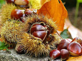 Castagne: proprietà e valori nutrizionali 