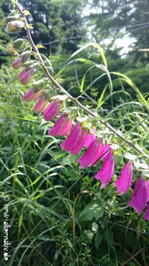 Roter Fingerhut auf einer Wiese