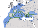 Karte zur Verbreitung der Mittelmeermöwe (Larus michahellis)