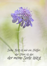 Christliche Karten, Mirjam Dentler, Scabiose
