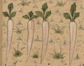 Rhubarb roots