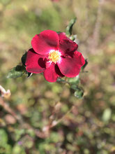 単弁の赤いバラ