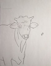 Young Steer Staring, line drawing by Sarah Myers