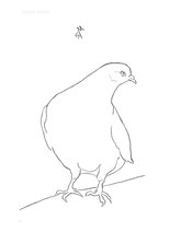 Pigeon Staring, line drawing by Sarah Myers