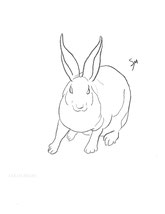 Rabbit, line drawing by Sarah Myers