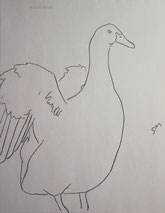 Duck Lifting its Wings, line drawing by Sarah Myers