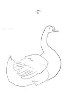 Goose Swimming, line drawing by Sarah Myers