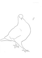 Pigeon Strutting, line drawing by Sarah Myers