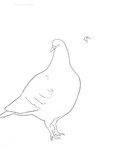 Drawing of a Pigeon, line drawing by Sarah Myers