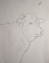 Steer with Half-shut Eyes, line drawing by Sarah Myers