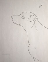 Dog Profile, line drawing by Sarah Myers