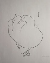 Drowsy Duck, line drawing by Sarah Myers