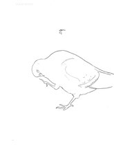 Pigeon Scratching, line drawing by Sarah Myers